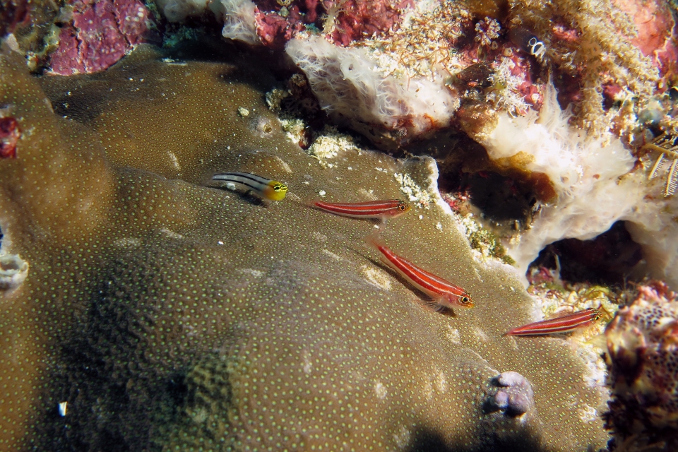 Helcogramma striata, Ecsenius bathi