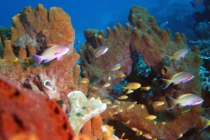 Pseudanthias huchtii