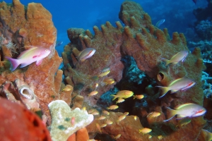 Pseudanthias huchtii