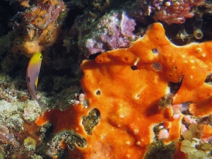 Chrysiptera talboti, Eponge