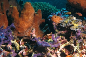 Eponge cf. genre Theonella, Chalinula nematifera, Corail cf. genre Seriatopora