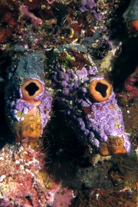 Polycarpa cf. Polycarpa  pigmentata, Didemnum cf. Didemnum ligulum