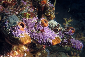 Polycarpa cf. Polycarpa  pigmentata, Didemnum cf. Didemnum ligulum