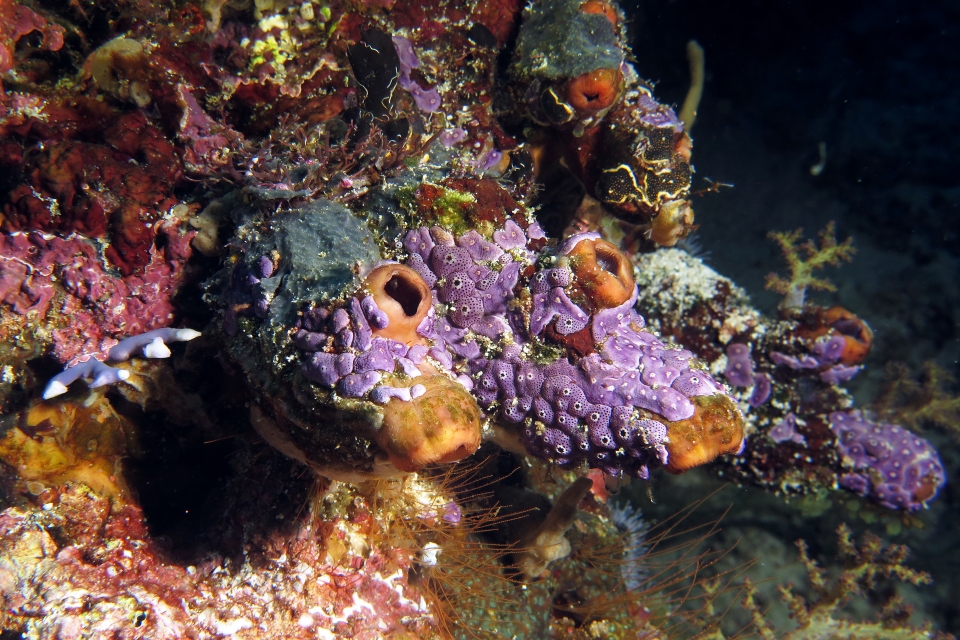 Polycarpa cf. Polycarpa  pigmentata, Didemnum cf. Didemnum ligulum