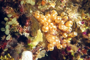 Pycnoclavella diminuta