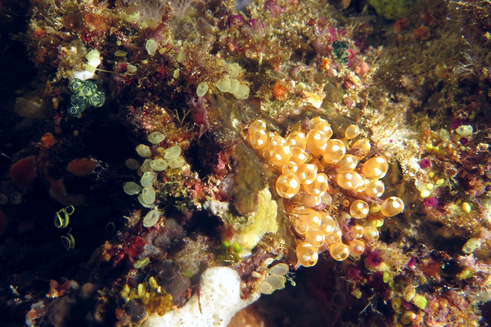 Pycnoclavella diminuta