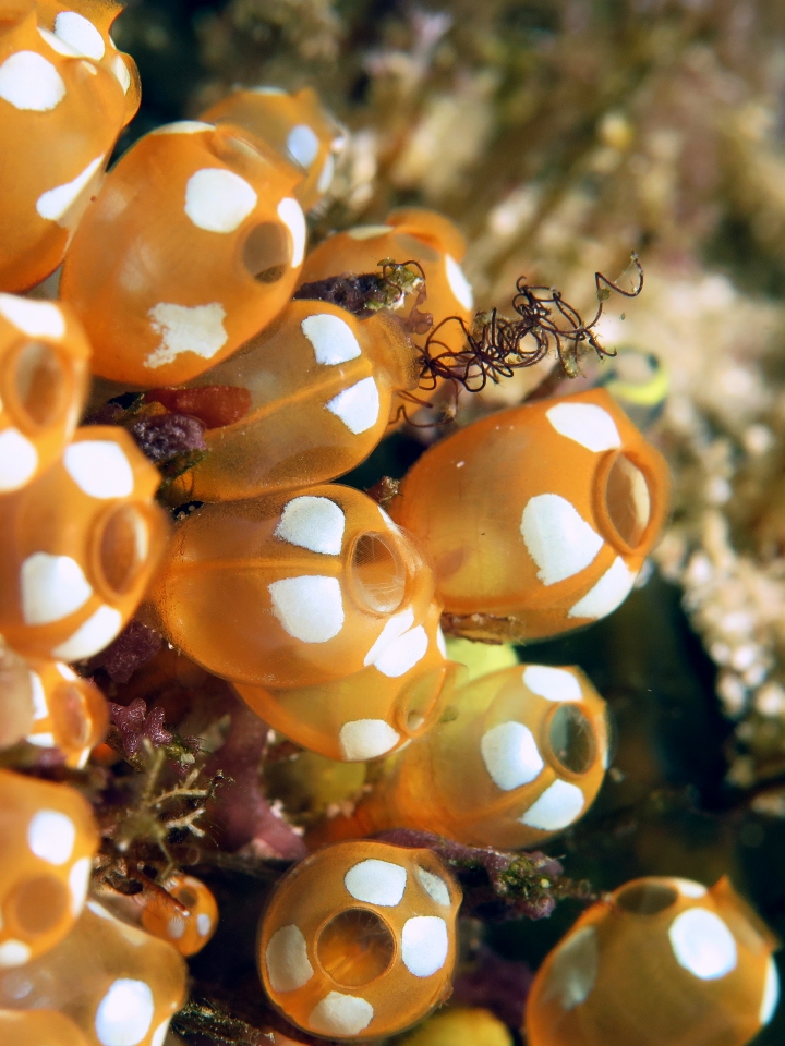 Pycnoclavella diminuta