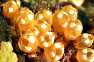 Pycnoclavella diminuta, Isopode du genre Santia