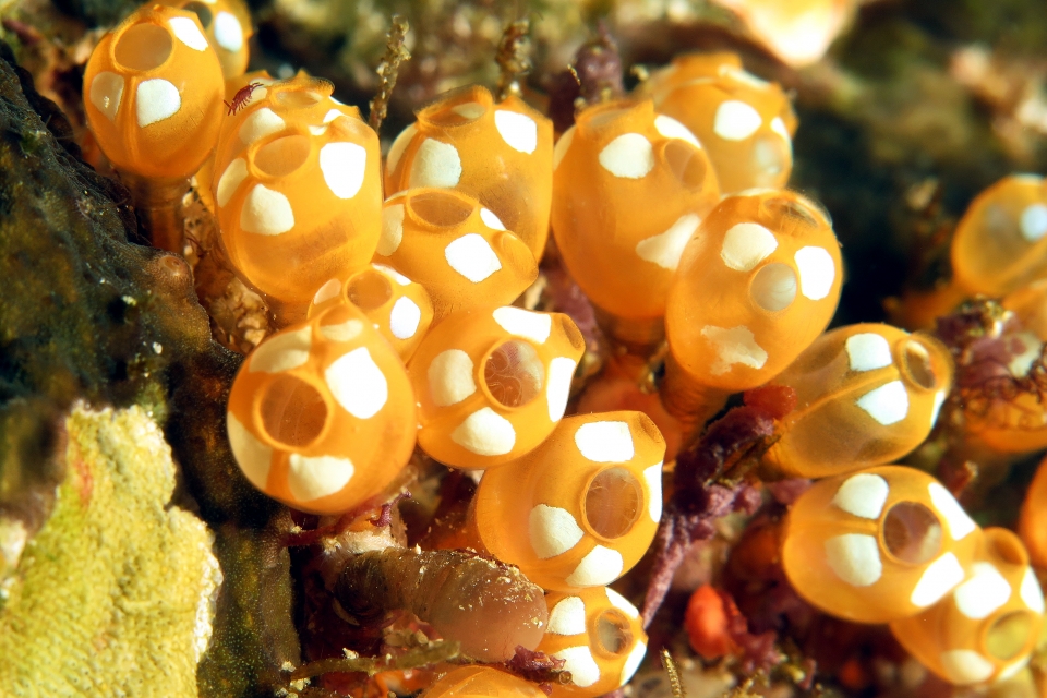 Pycnoclavella diminuta, Isopode du genre Santia