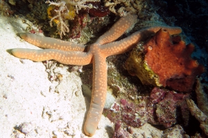 Linckia guildingi