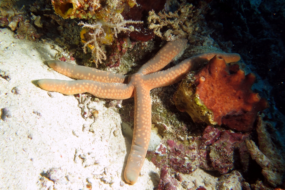Linckia guildingi