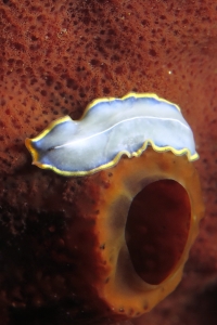 Cycloporus venetus