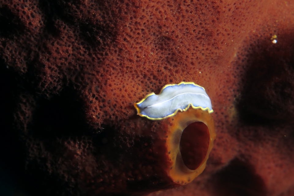 Cycloporus venetus