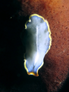 Cycloporus venetus