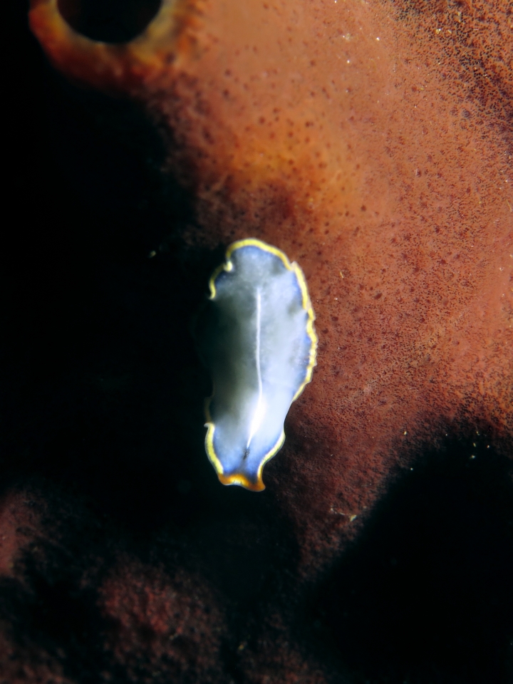 Cycloporus venetus