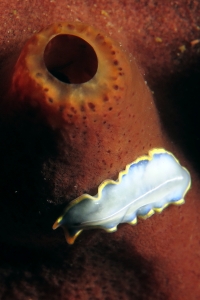 Cycloporus venetus