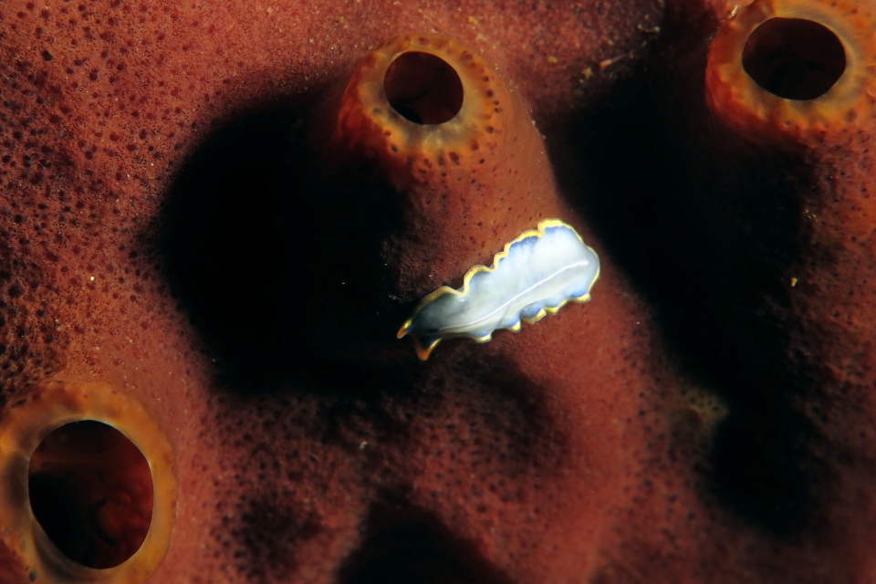 Cycloporus venetus