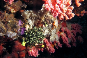 Clavelina robusta, Rhopalaea ou Claveline
