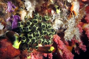 Clavelina robusta, Rhopalaea ou Claveline