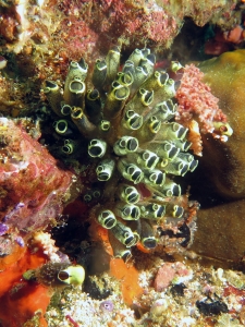 Clavelina robusta