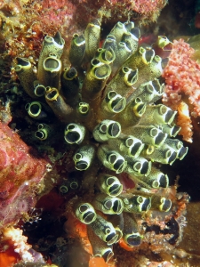 Clavelina robusta