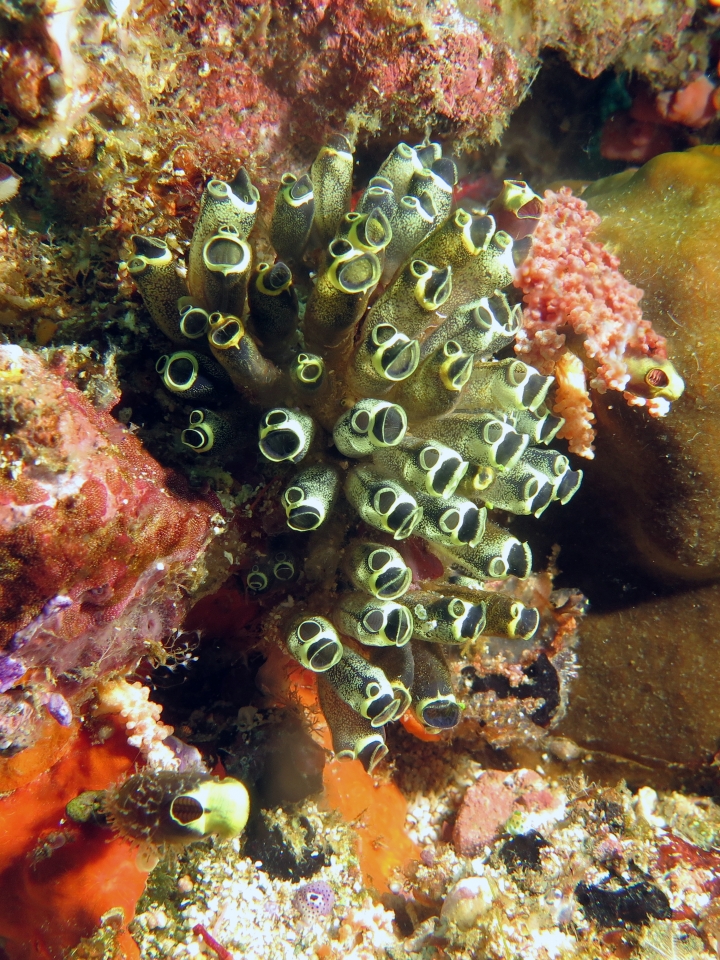 Clavelina robusta