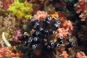 Clavelina robusta