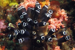 Clavelina robusta