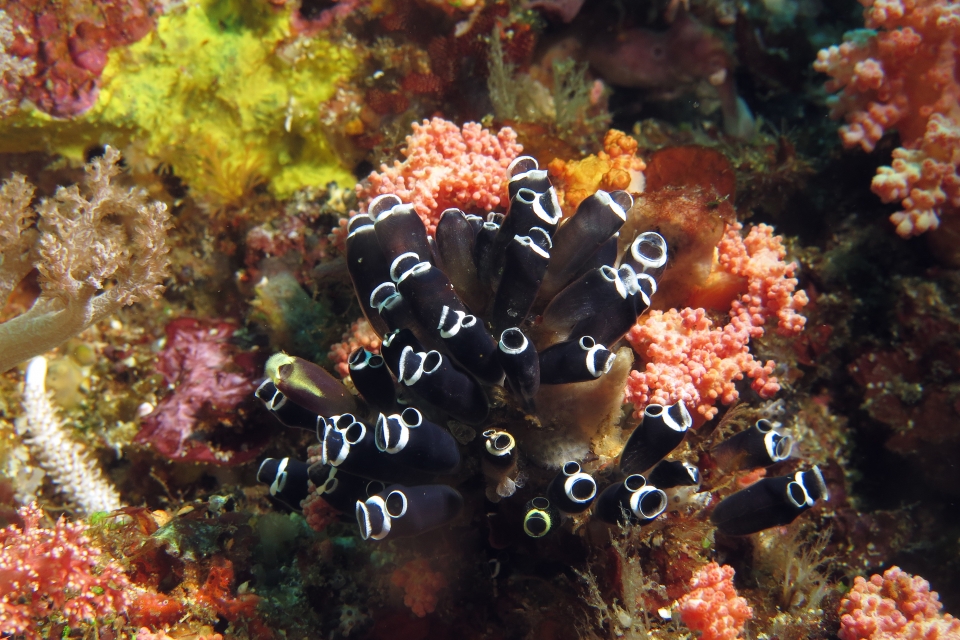 Clavelina robusta