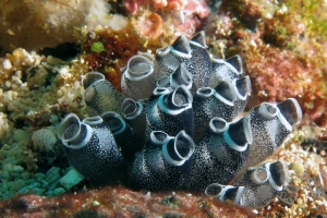 Clavelina cf. Clavelina maculata