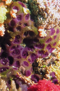 Eudistoma reginum