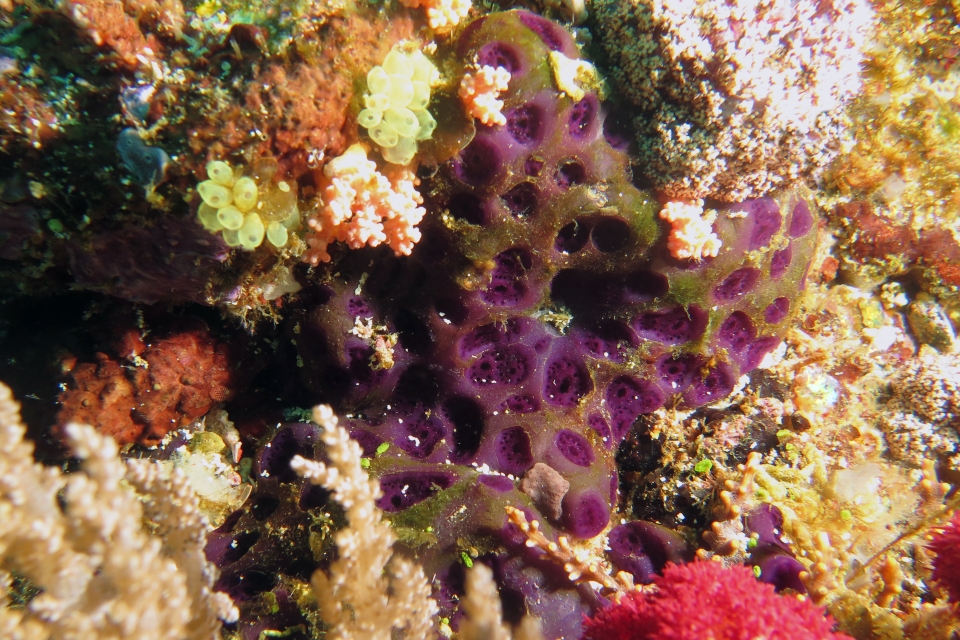 Eudistoma reginum