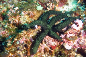 Linckia guildingi