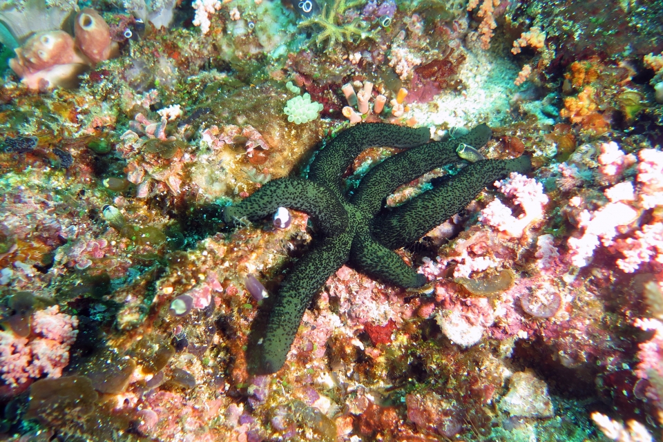 Linckia guildingi