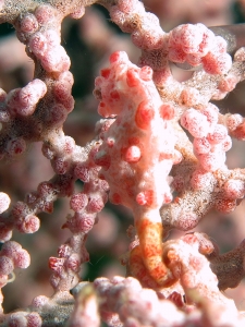 Hippocampus bargibanti, Muricella