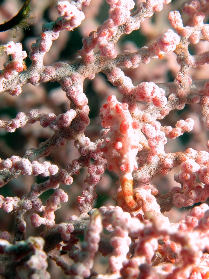 Hippocampus bargibanti, Muricella