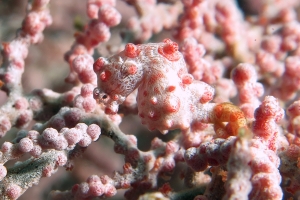 Hippocampus bargibanti, Muricella