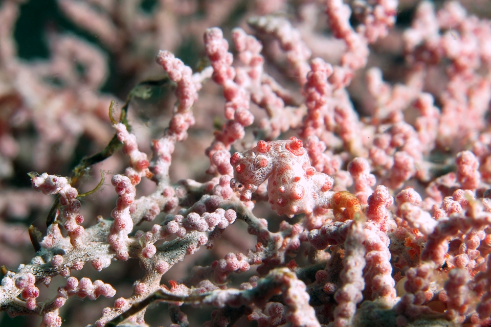 Hippocampus bargibanti, Muricella