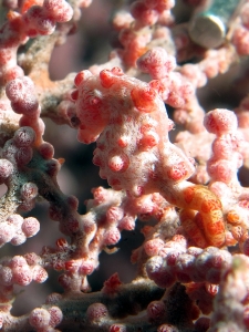 Hippocampus bargibanti, Muricella