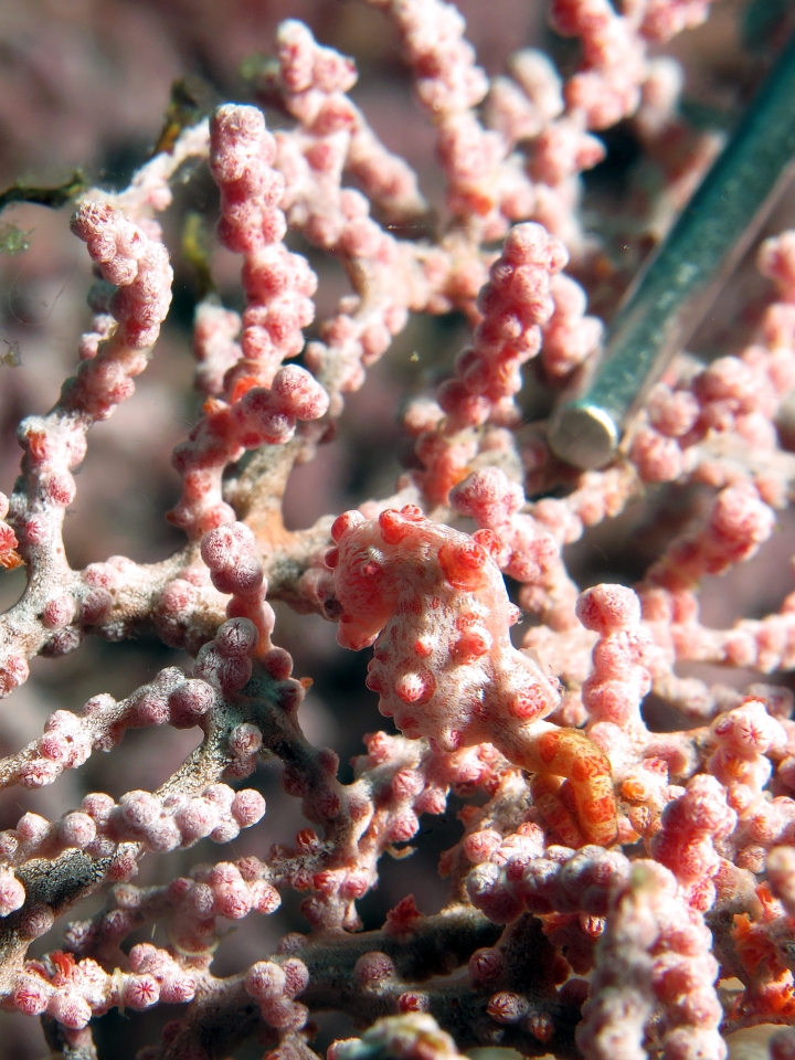 Hippocampus bargibanti, Muricella