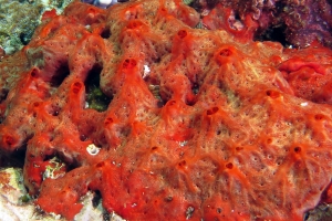 Clathria ? Spirastrella ?