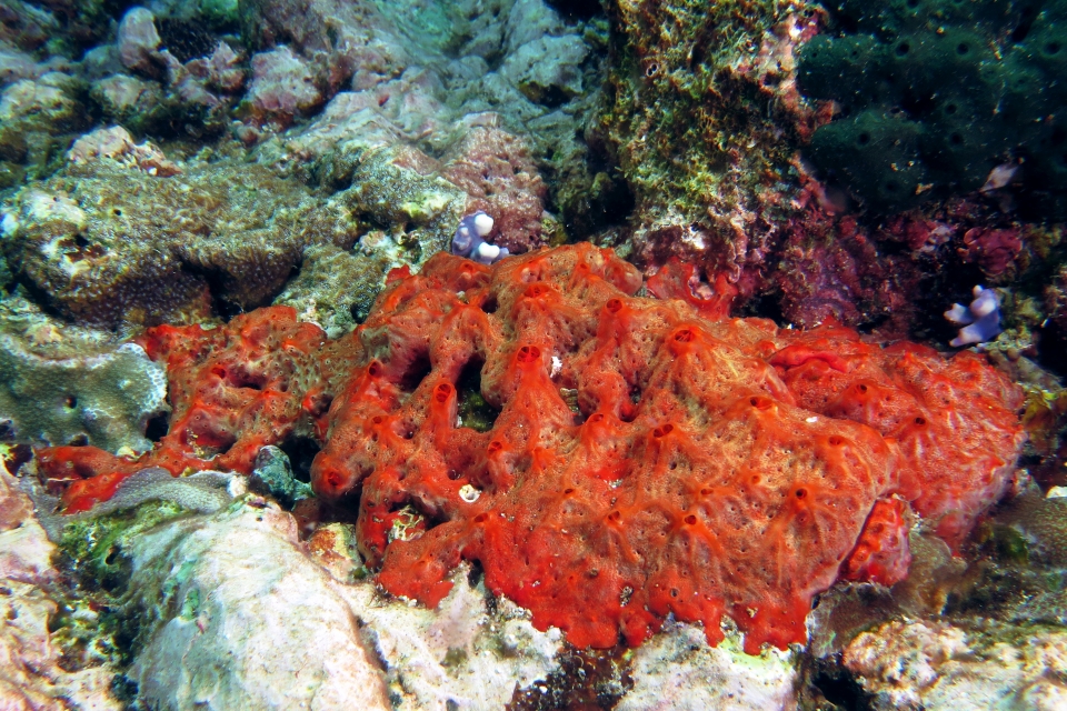 Clathria ? Spirastrella ?