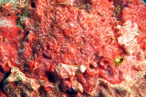 Clathria cf. Clathria venosa
