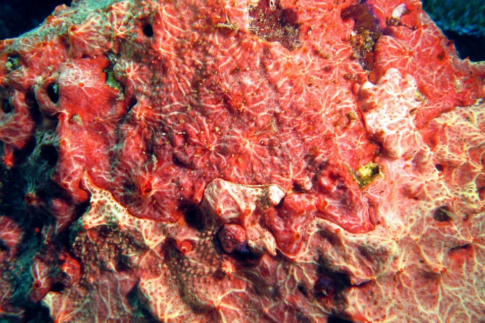 Clathria cf. Clathria venosa