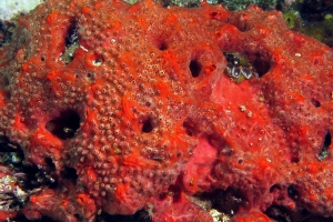 Eponge rouge encroûtante