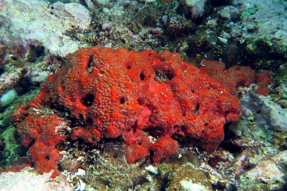 Eponge rouge encroûtante