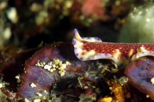 Pseudoceros