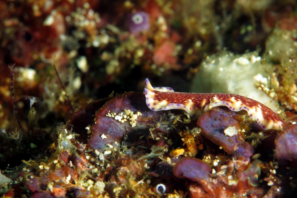 Pseudoceros
