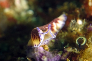 Pseudoceros