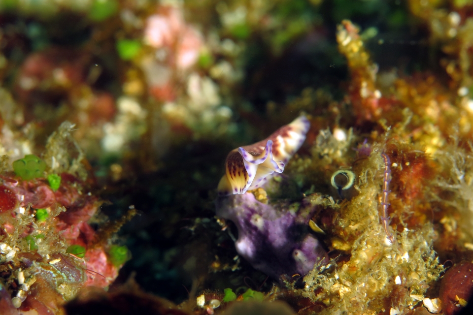 Pseudoceros
